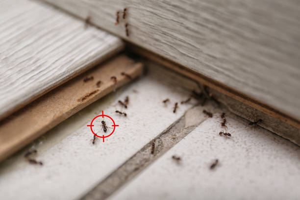 Best Affordable Pest Control Services  in Leisure City, FL
