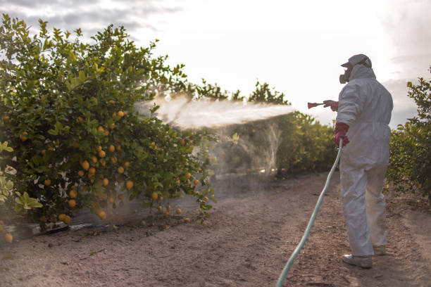 Best Wasp Removal Services  in Leisure City, FL